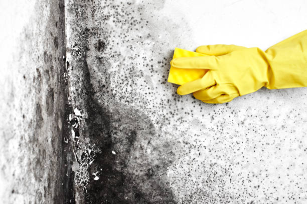 Best Mold Prevention Services  in Gettysburg, SD